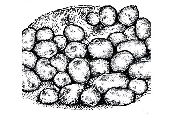 Pommes de terre Celtiane (ferme) - 1 kg *