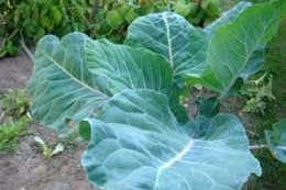 Chou Vert Portugais à soupe, 1 kg