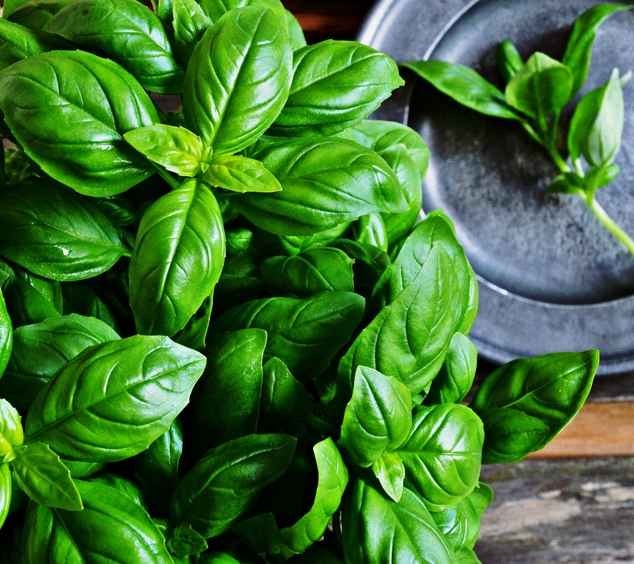 Basilic vert Botte