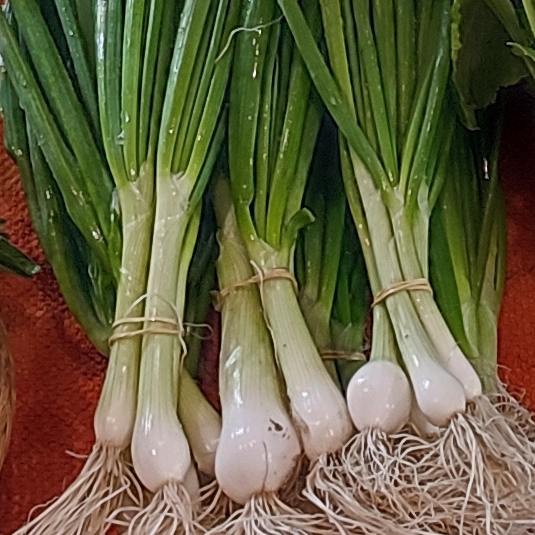 Oignon blanc en botte