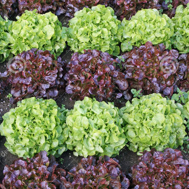 Mélange de verdure ( feuille de chêne,  batavia, laitue pommée)