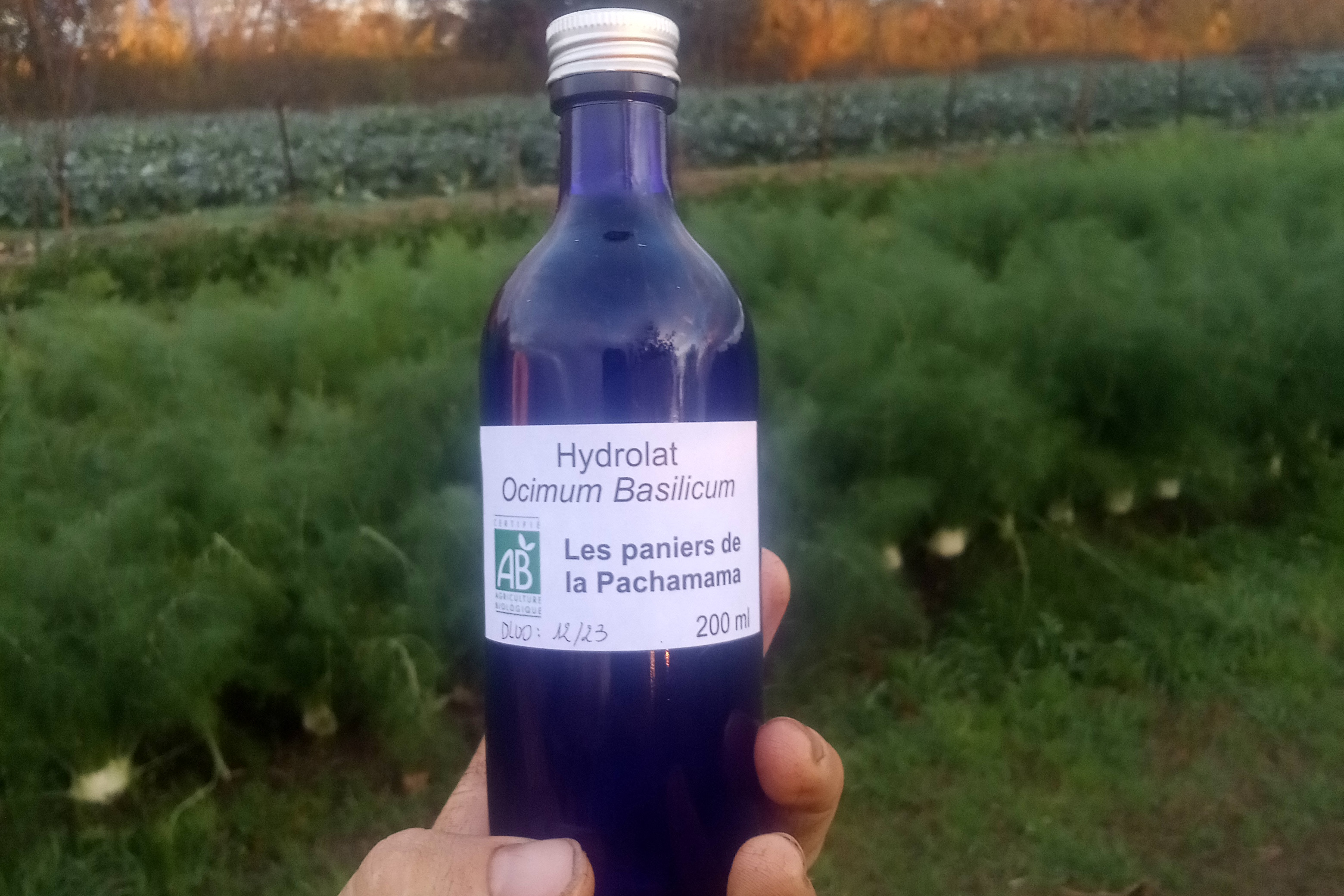 Hydrolat de Basilic produit par nos soins / 200 ml