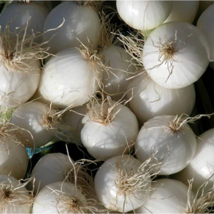 Oignon blanc