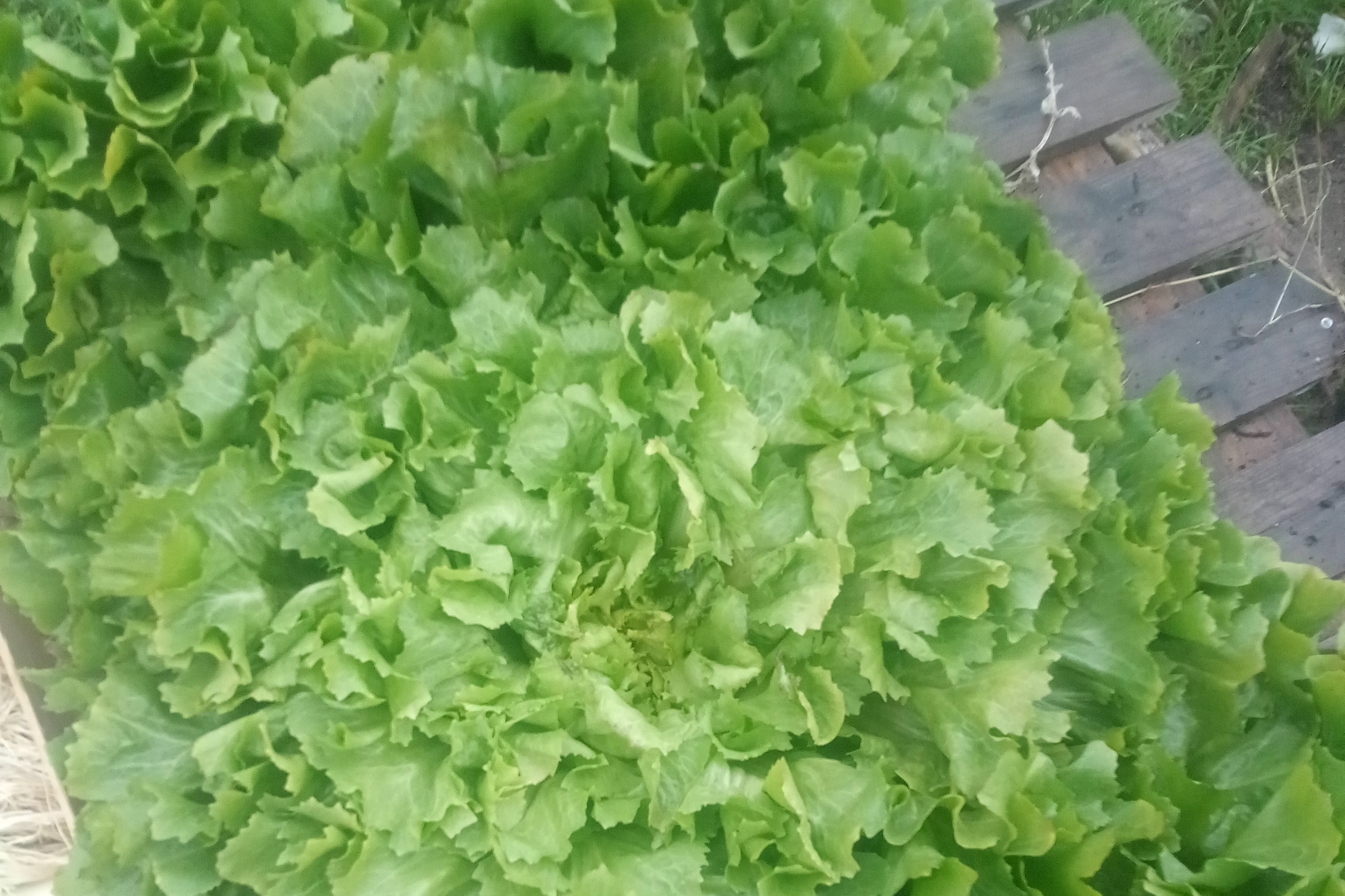 Salade Scarole frisée non-blanchie