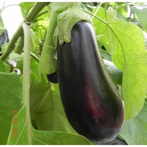 Aubergines Black Gem (sachet 1kg) PROMO fin de saison
