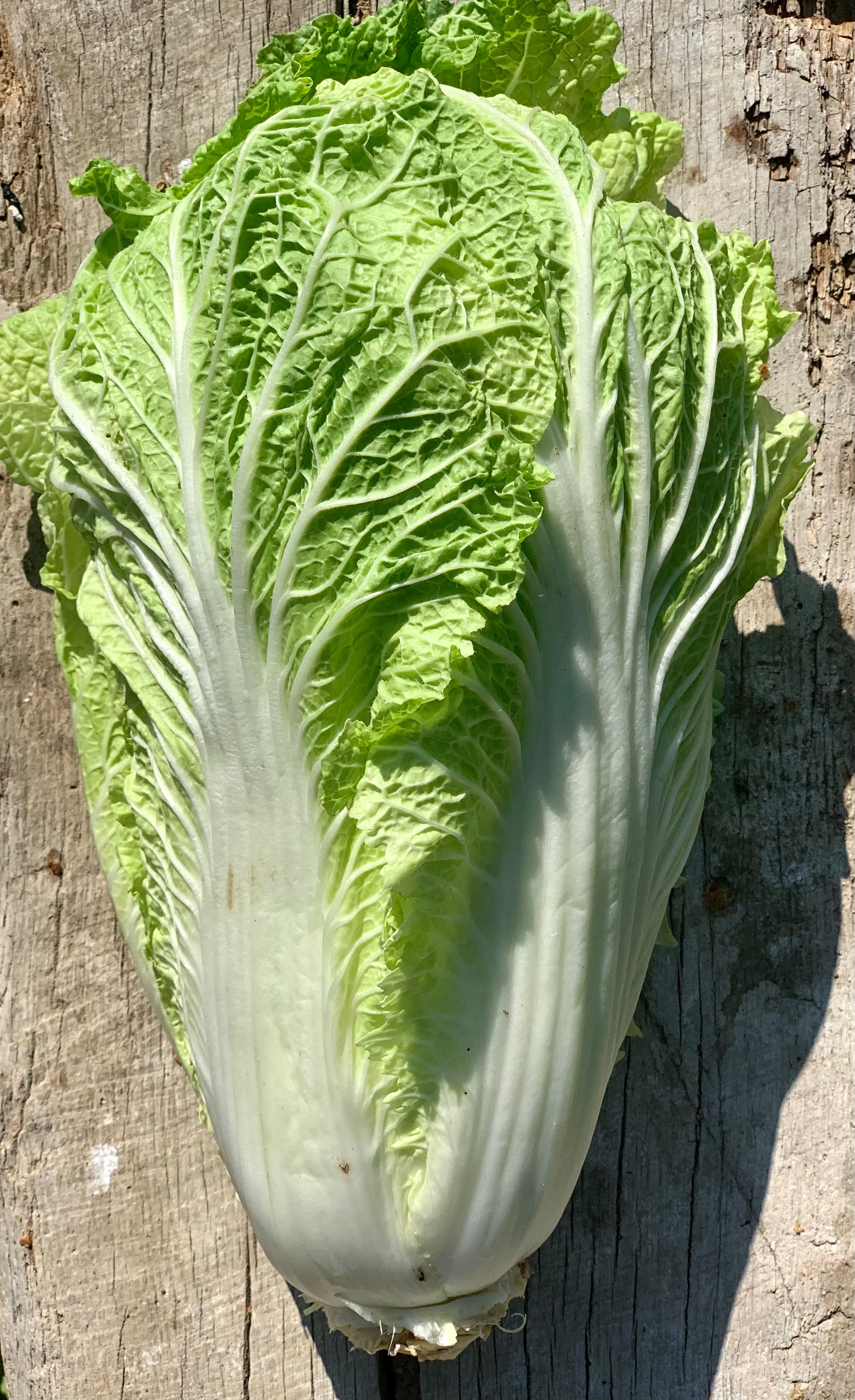 Chou chinois Pet Saï