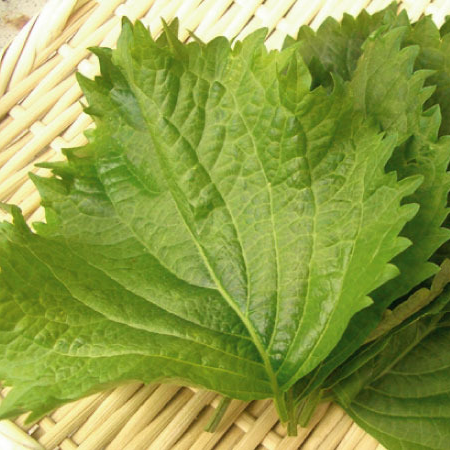 Shiso vert (bouquet)