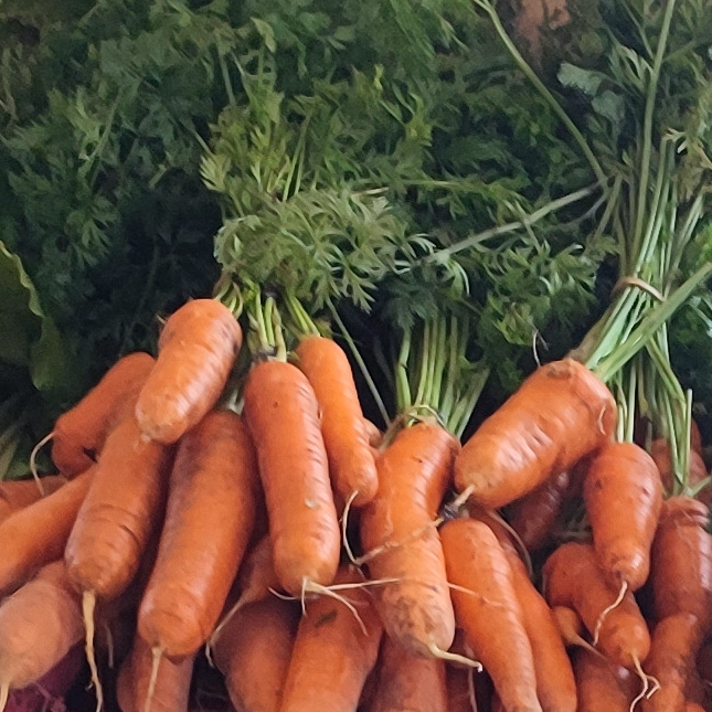 Carotte en botte