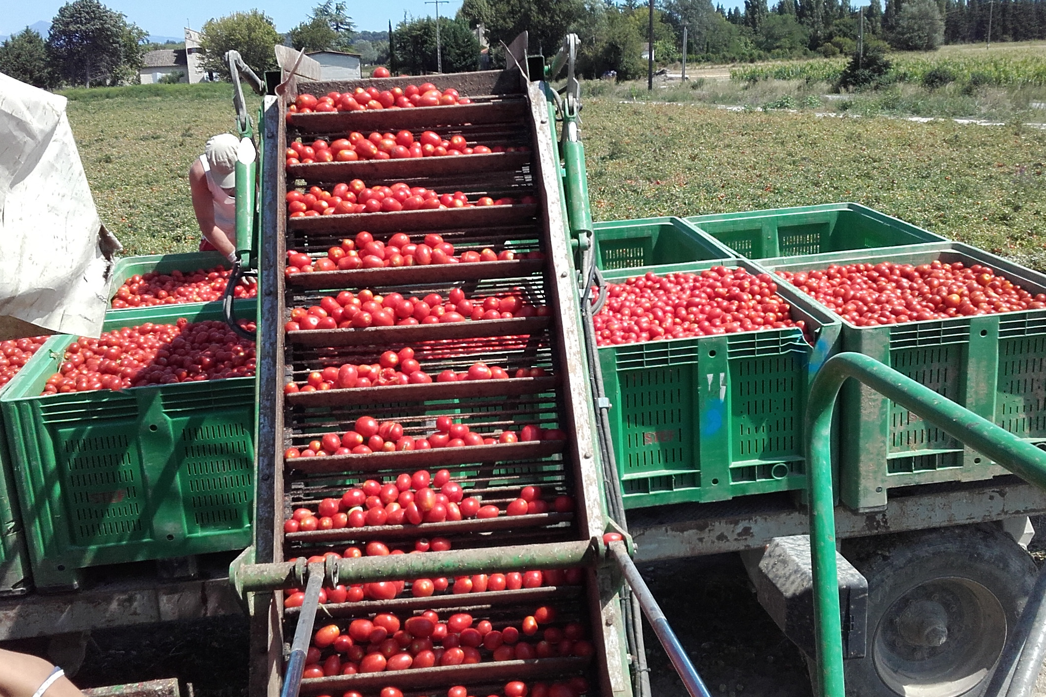 TOMATE ROMA PLEIN CHAMP au kg
