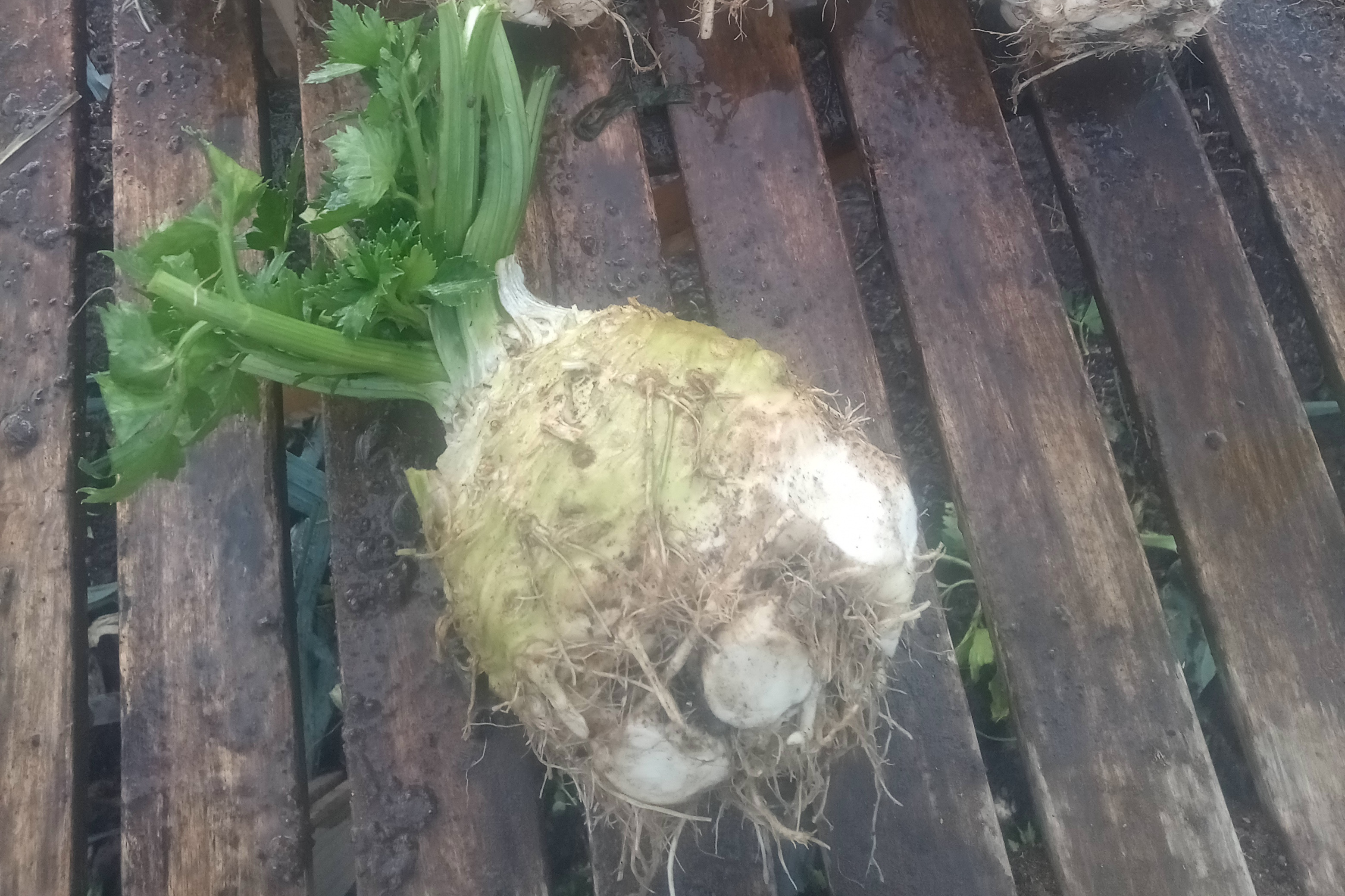 Céleri Rave / la pièce