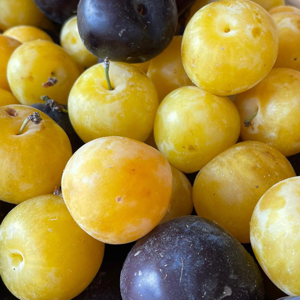 PRUNE JAUNE -