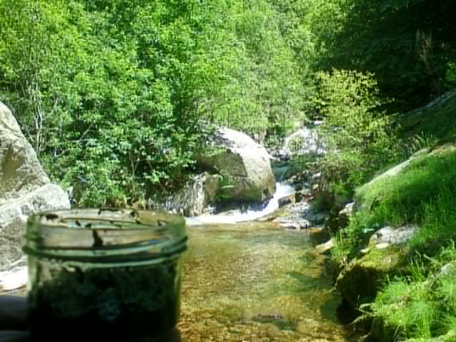 Spirulinade nature AU DETAIL - 70 Gr à 1 Kg