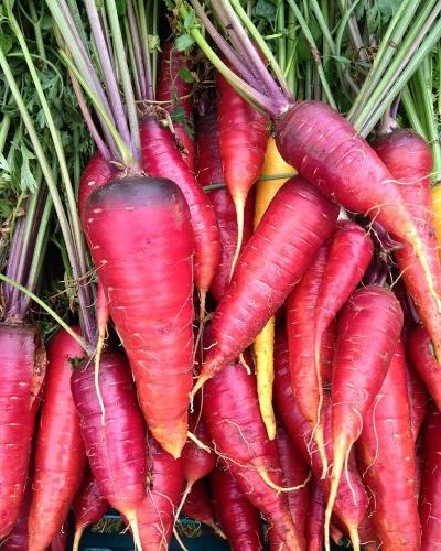 Carotte Rouge sang Botte