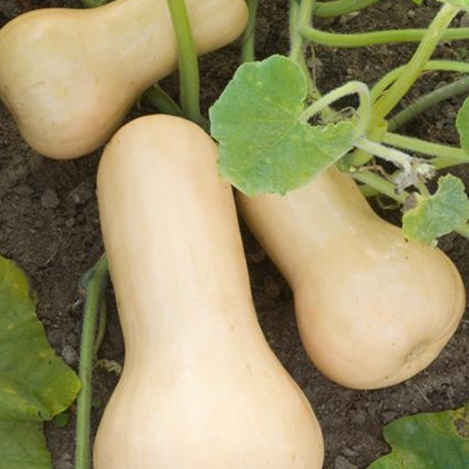 Courge Butternut (1Kg)