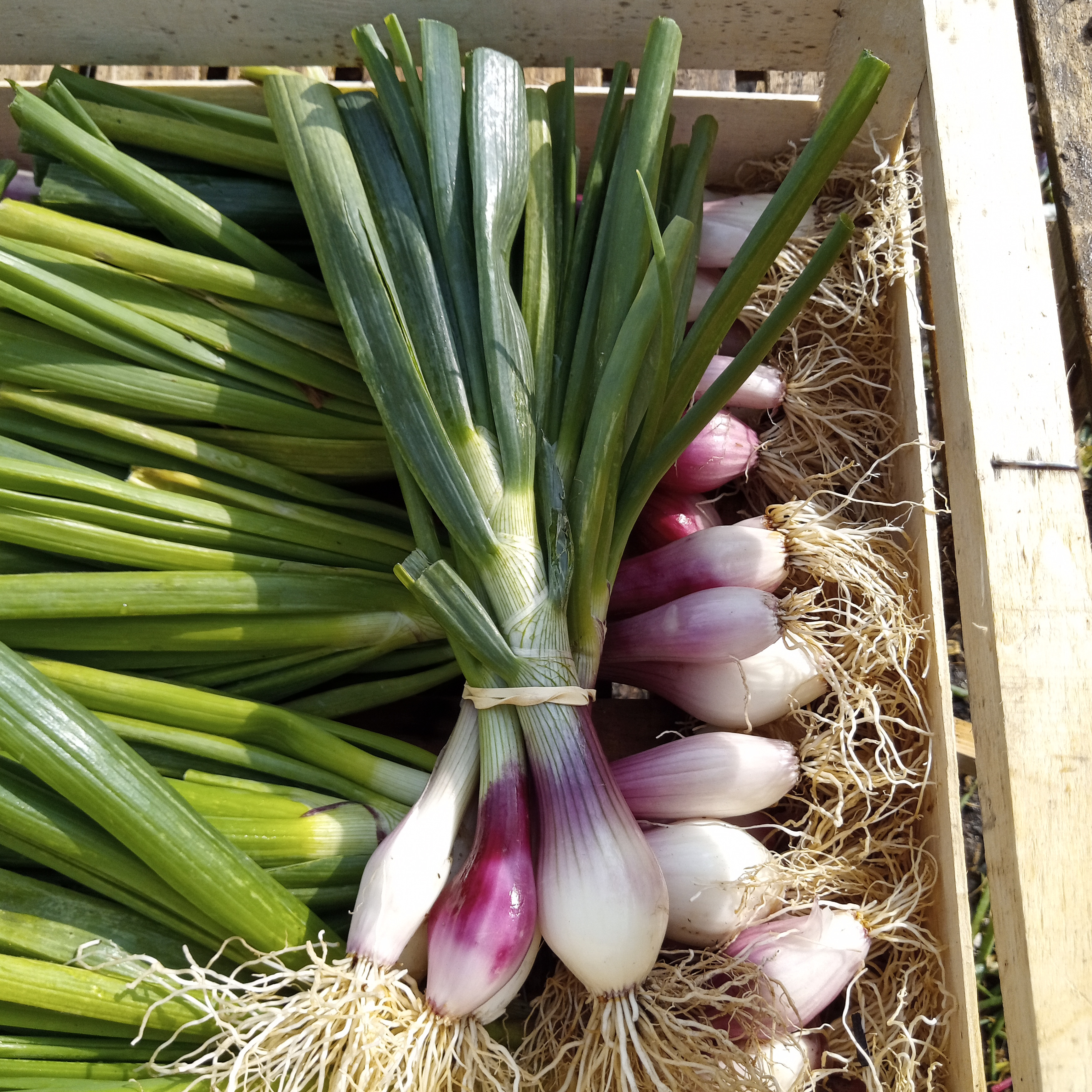 Oignon cébette violet/ la botte