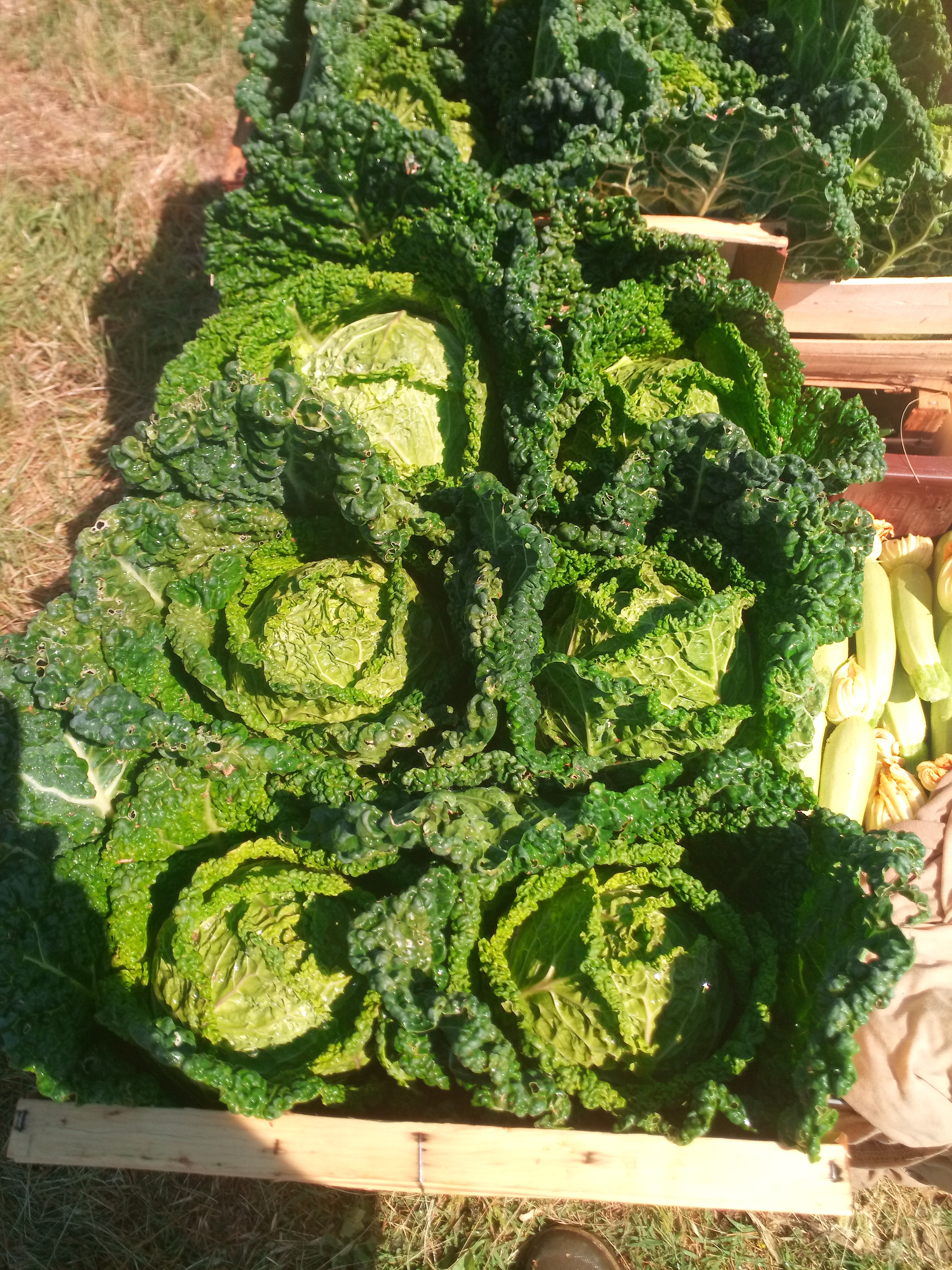 Chou vert frisé de Milan