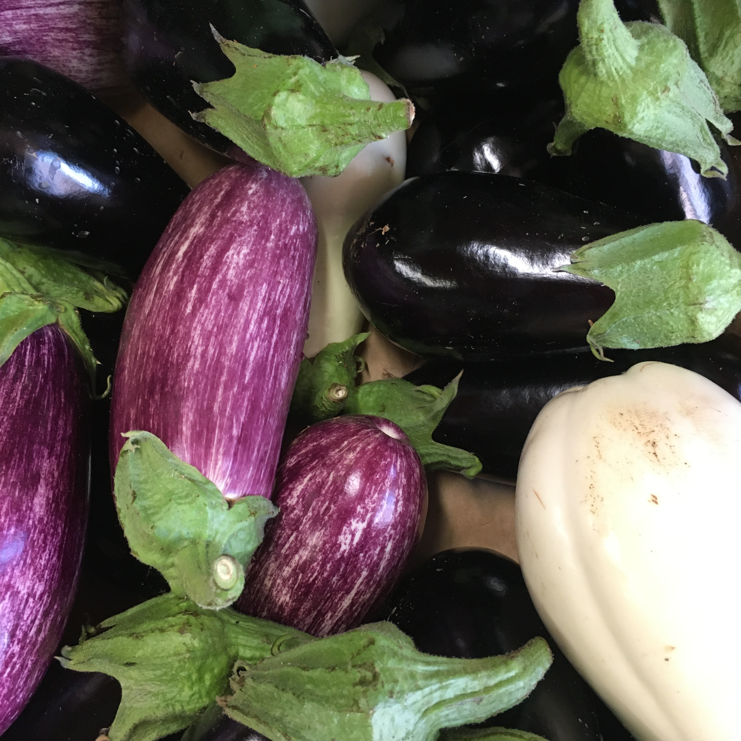 AUBERGINE