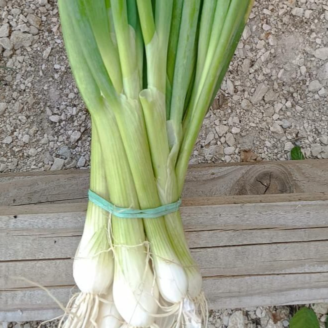 oignon ciboule - botte