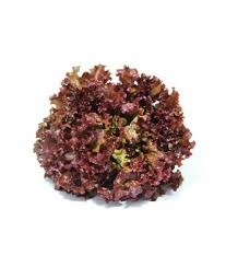 Salade Batavia Brune, la pièce