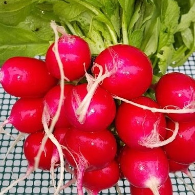 Botte de Radis Rond Rouge