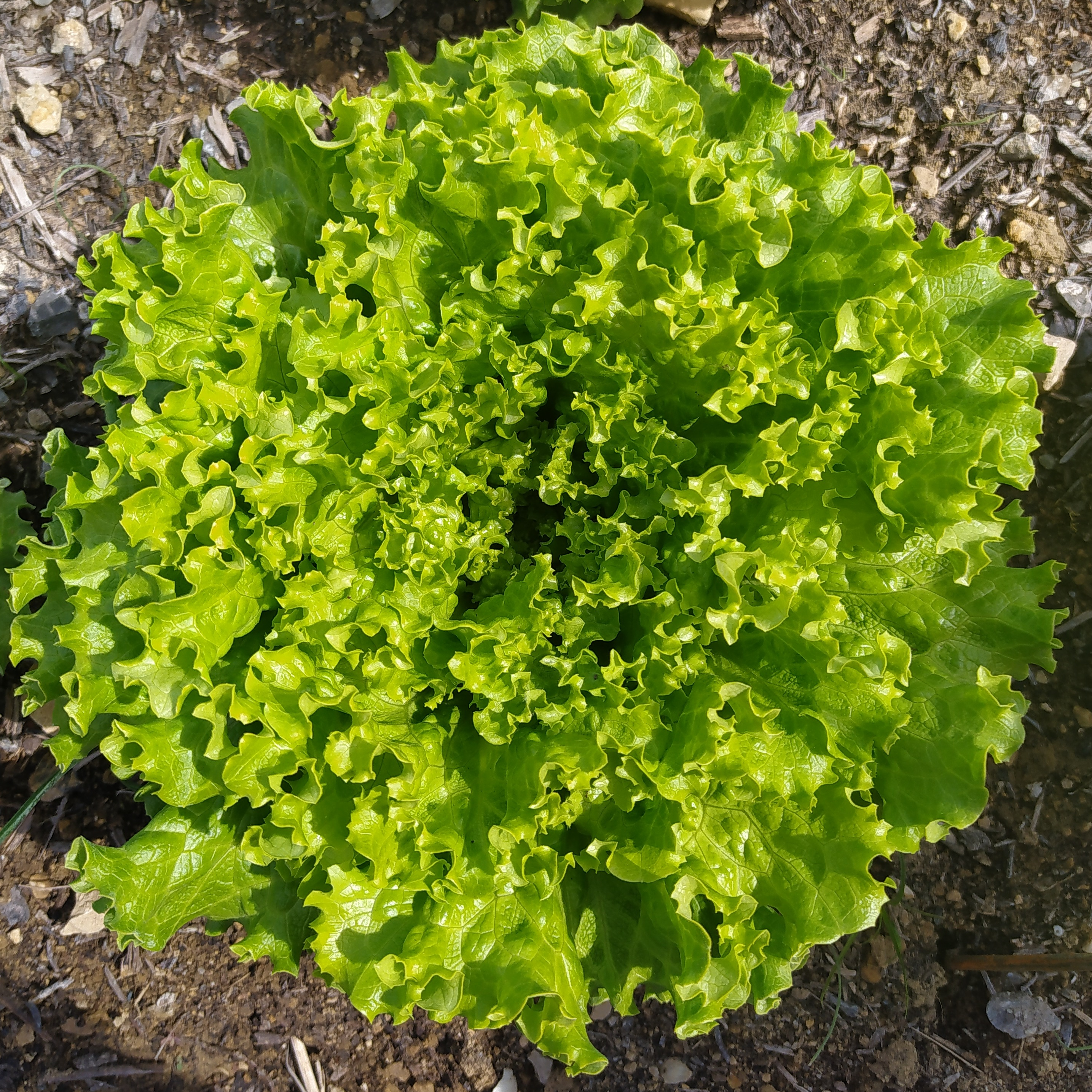 Salade Batavia Blonde
