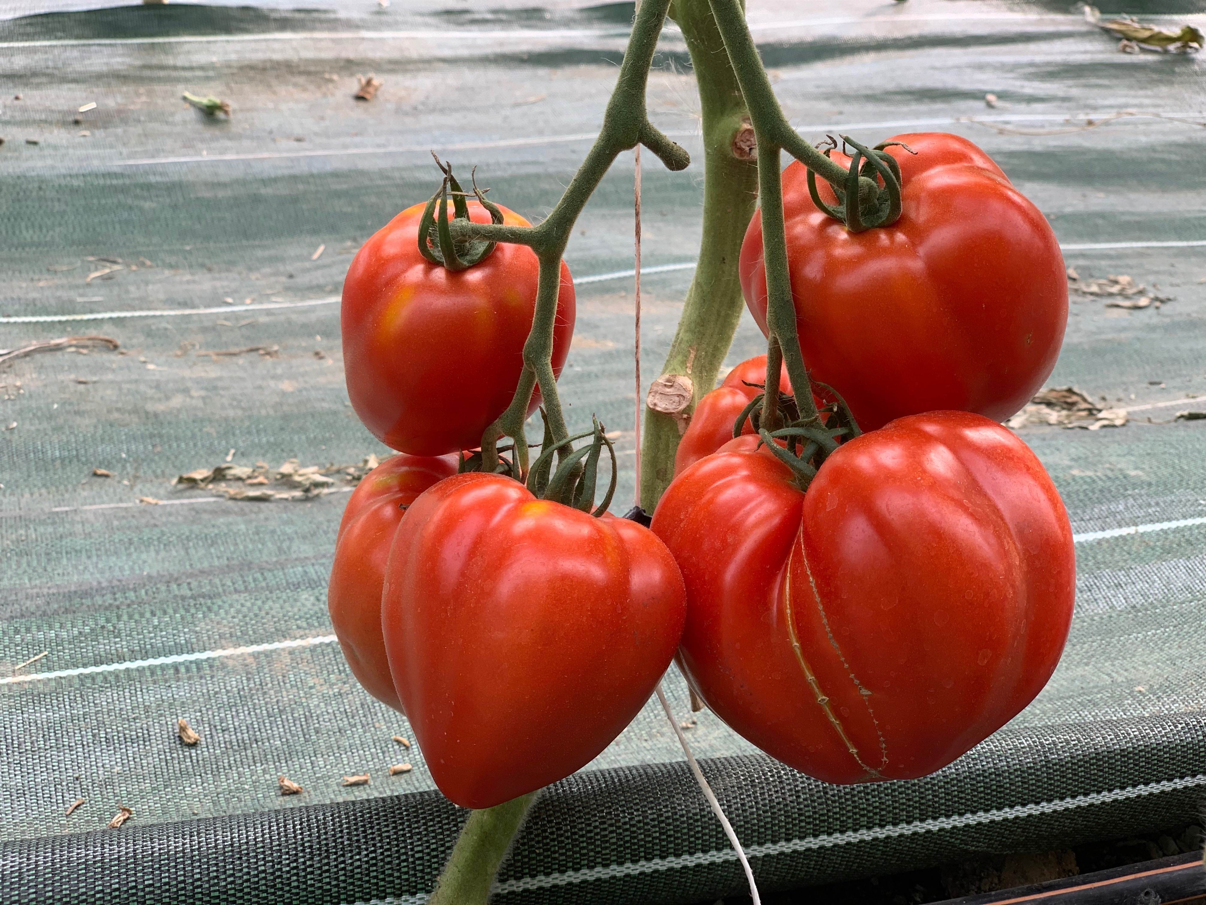 Tomate ancienne mélange (kg)