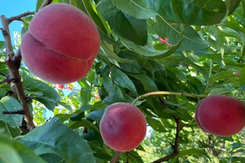 PECHE/NECTARINE au kg sur commande