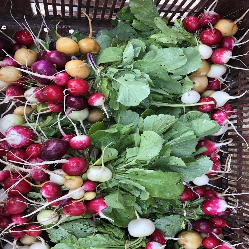 Radis rond couleur botte