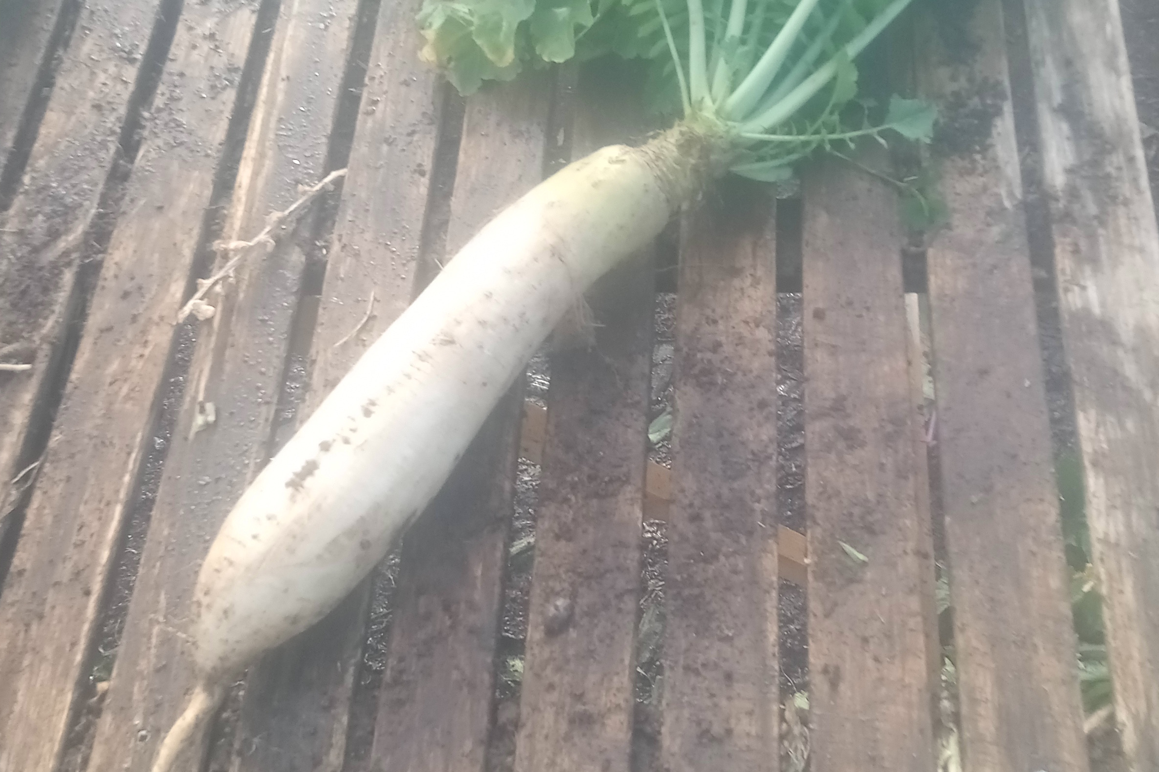 Radis Daïkon / la botte de 3