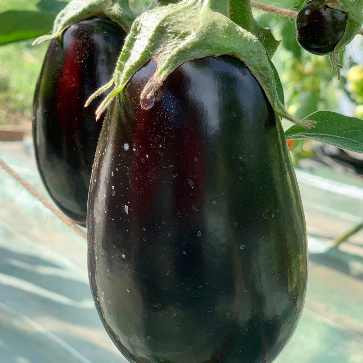 Aubergine (kg)