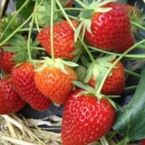 Fraises (barquette 300g)