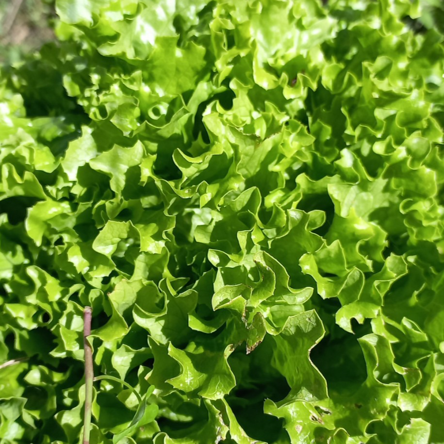 Laitue feuille de chêne blonde
