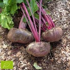 Betteraves Noire Plate d'Egypte sachet 1 kg