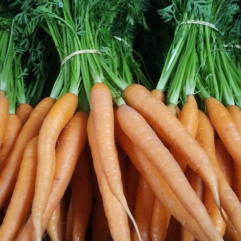 Carotte nouvelle botte