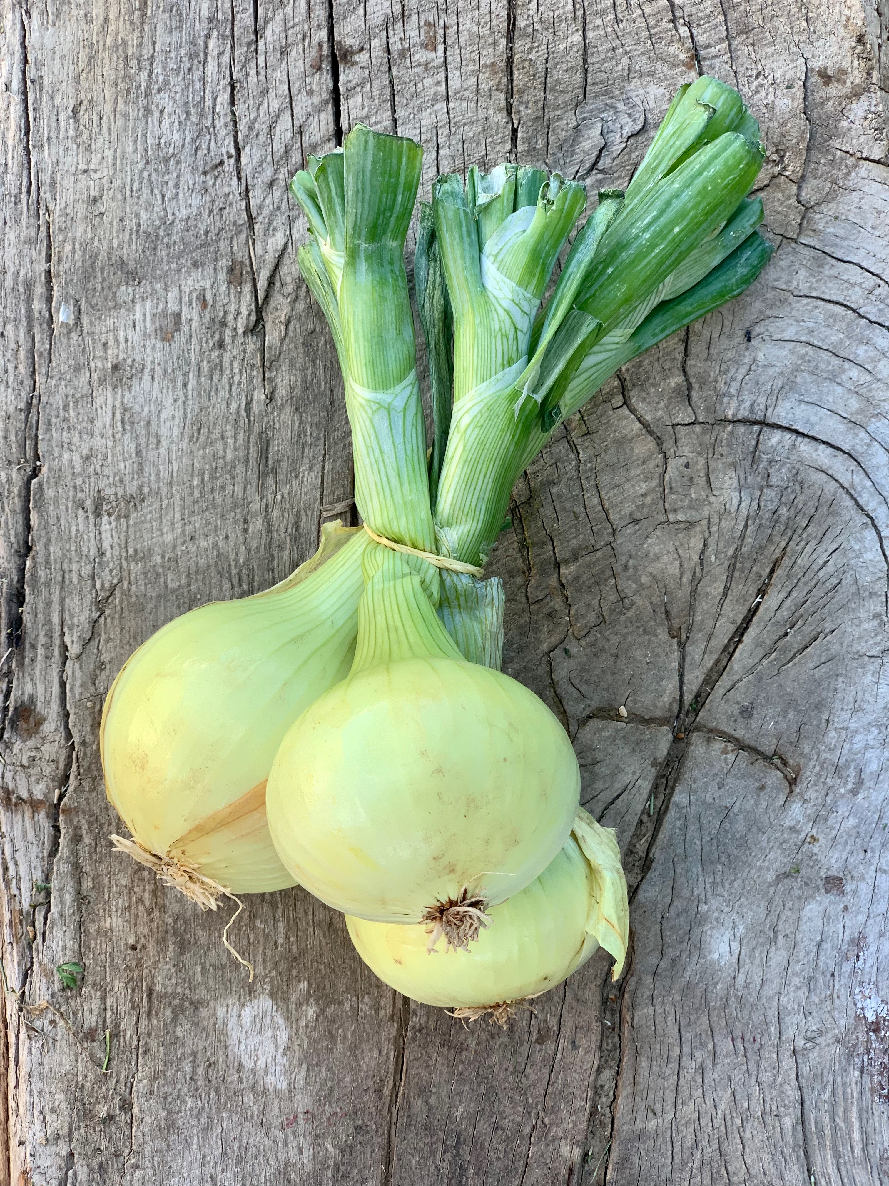 Oignon jaune nouveau - botte