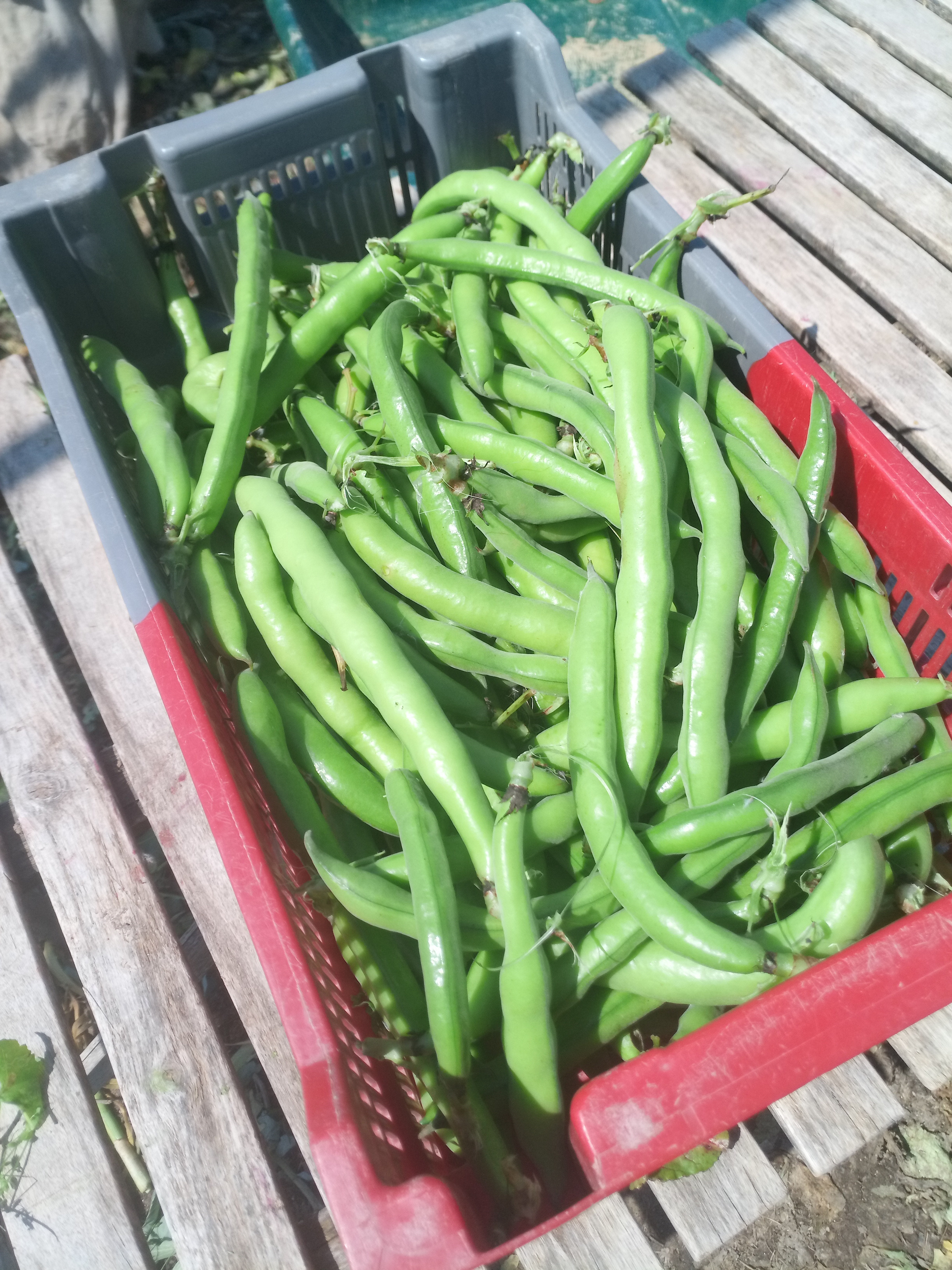 Fèves / Sachet de 2 kg