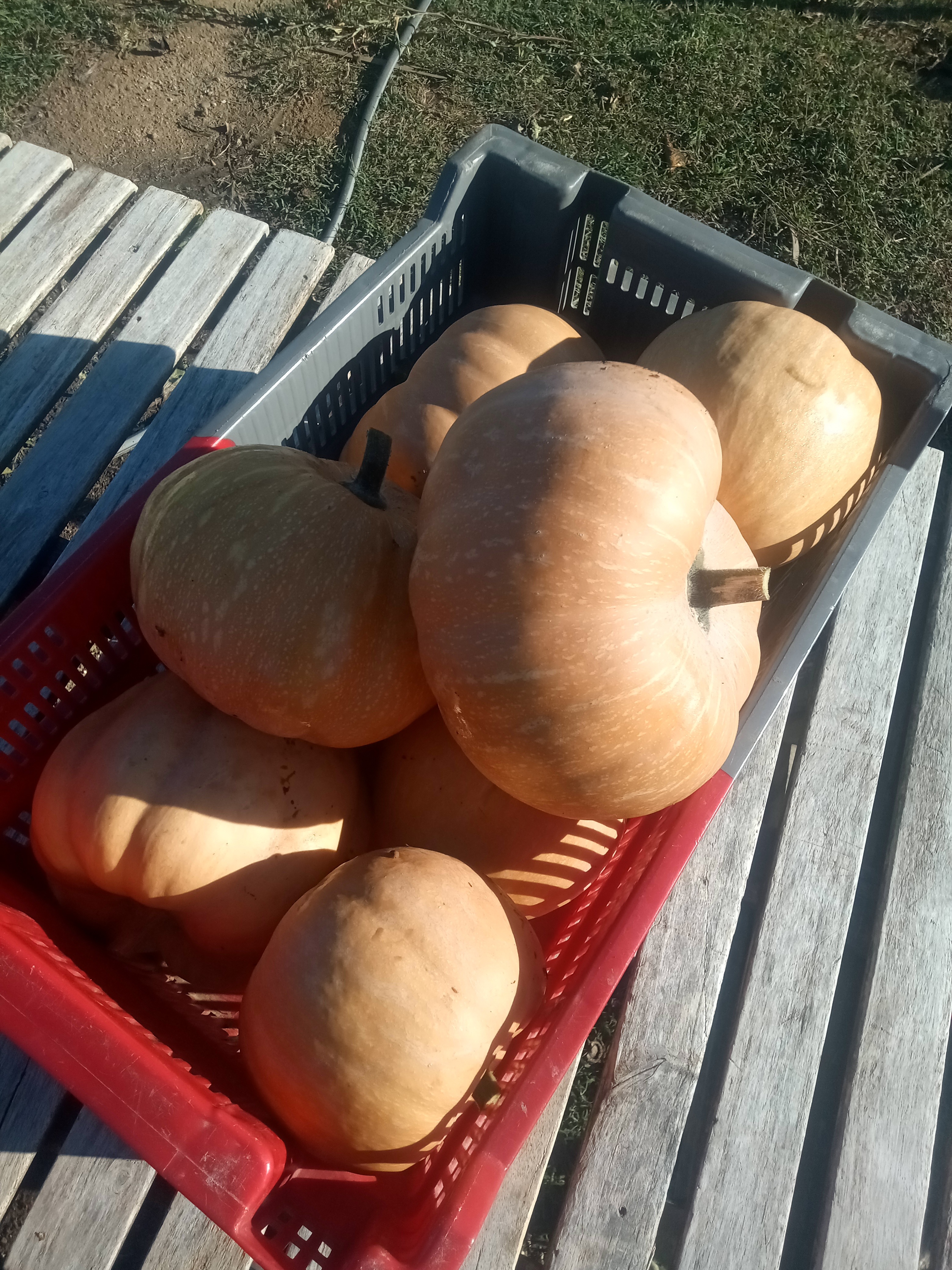 Courge Carat (butternut rond)