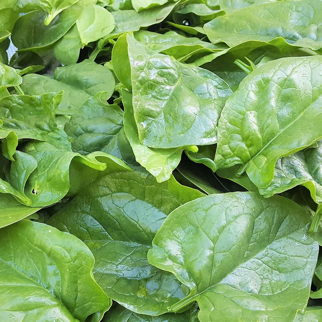 Epinard (1Kg)