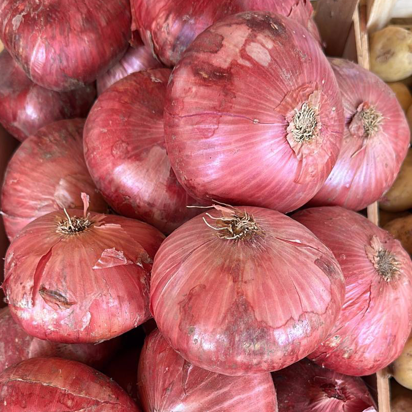 OIGNON DE TOULOUGES / Kg