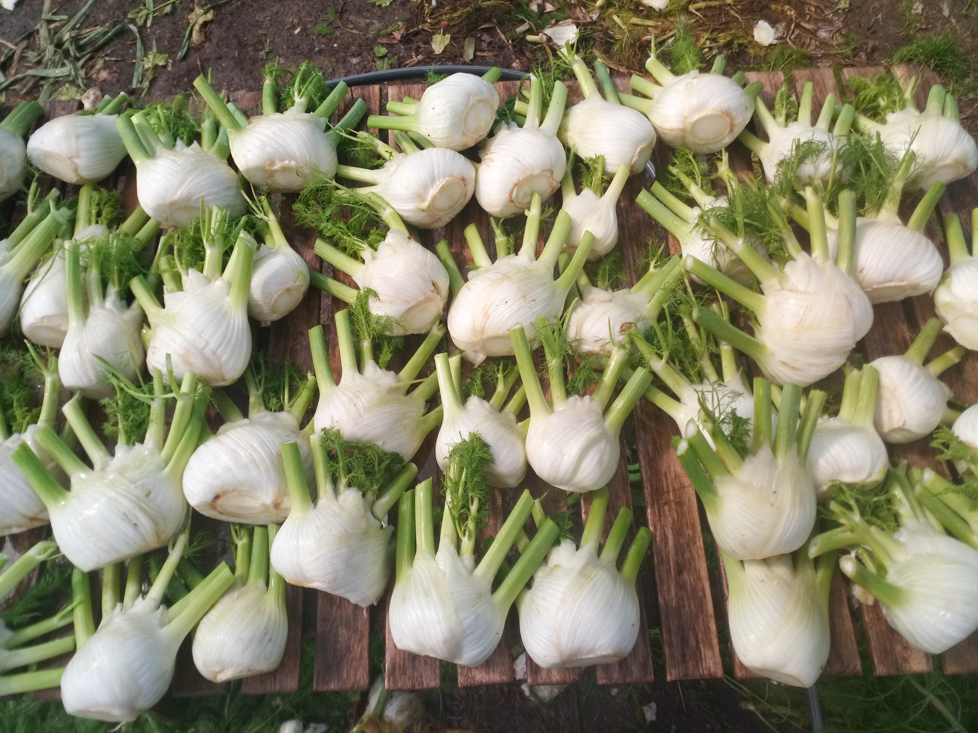 Fenouil / Sachet de 500gr