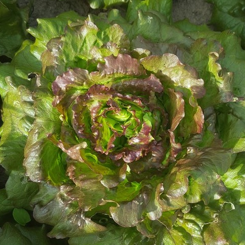 Salade Batavia Brune