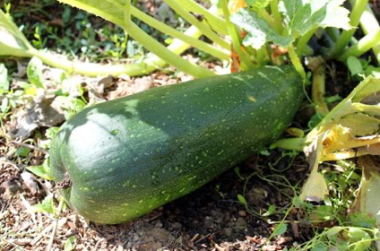courgettes à farcir