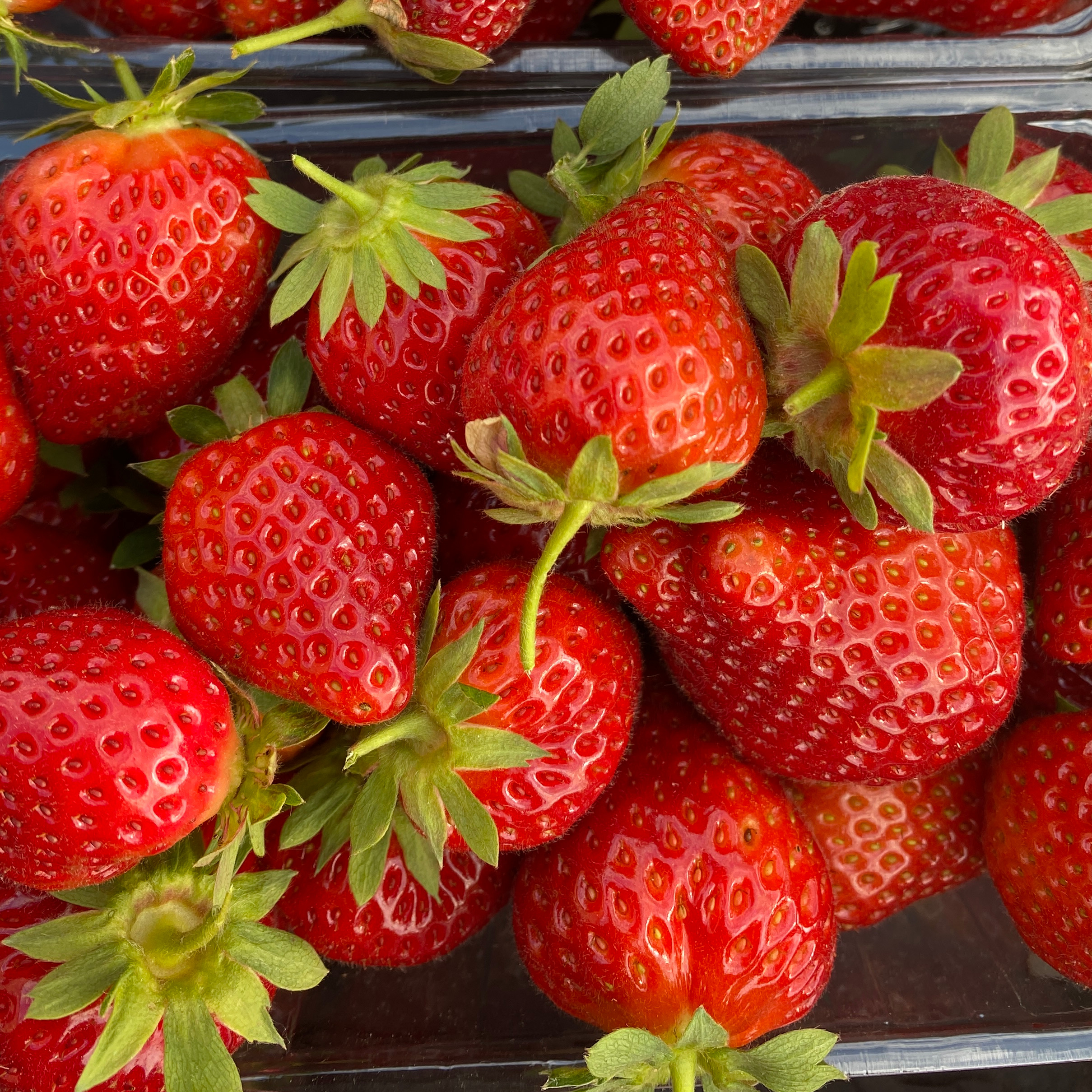 FRAISES 500g (quantité limitée)