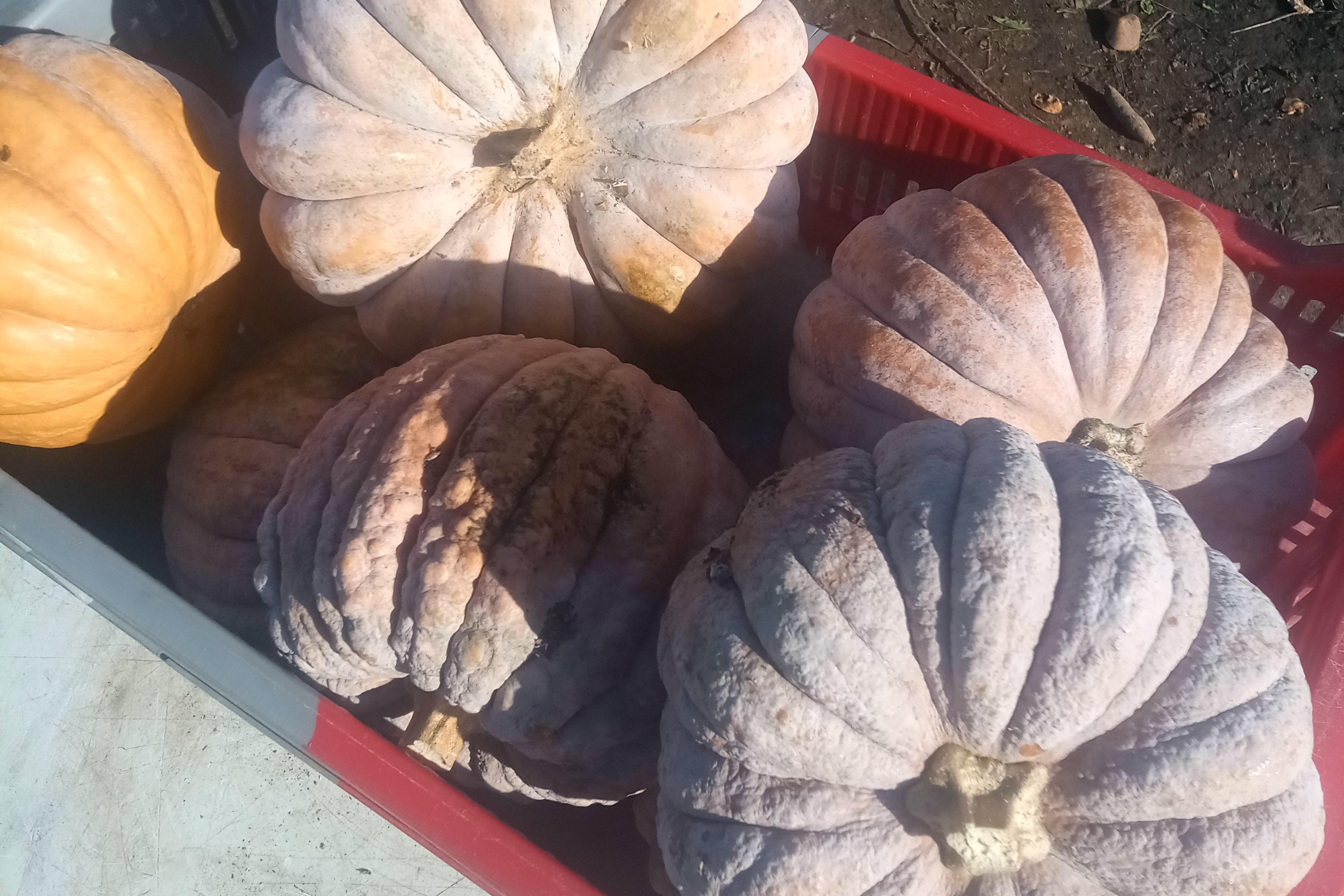 Grosse courge musquée / à la coupe