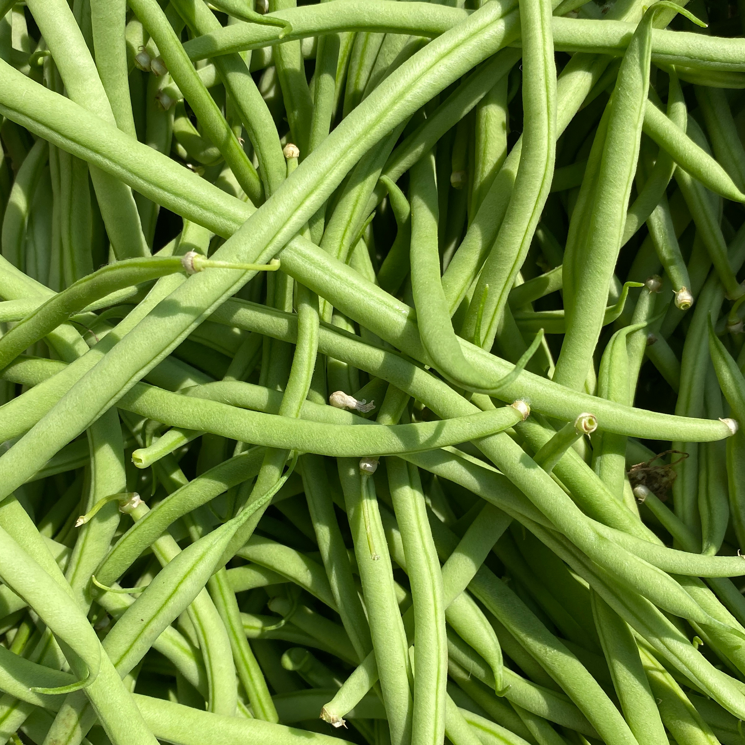 HARICOT VERT