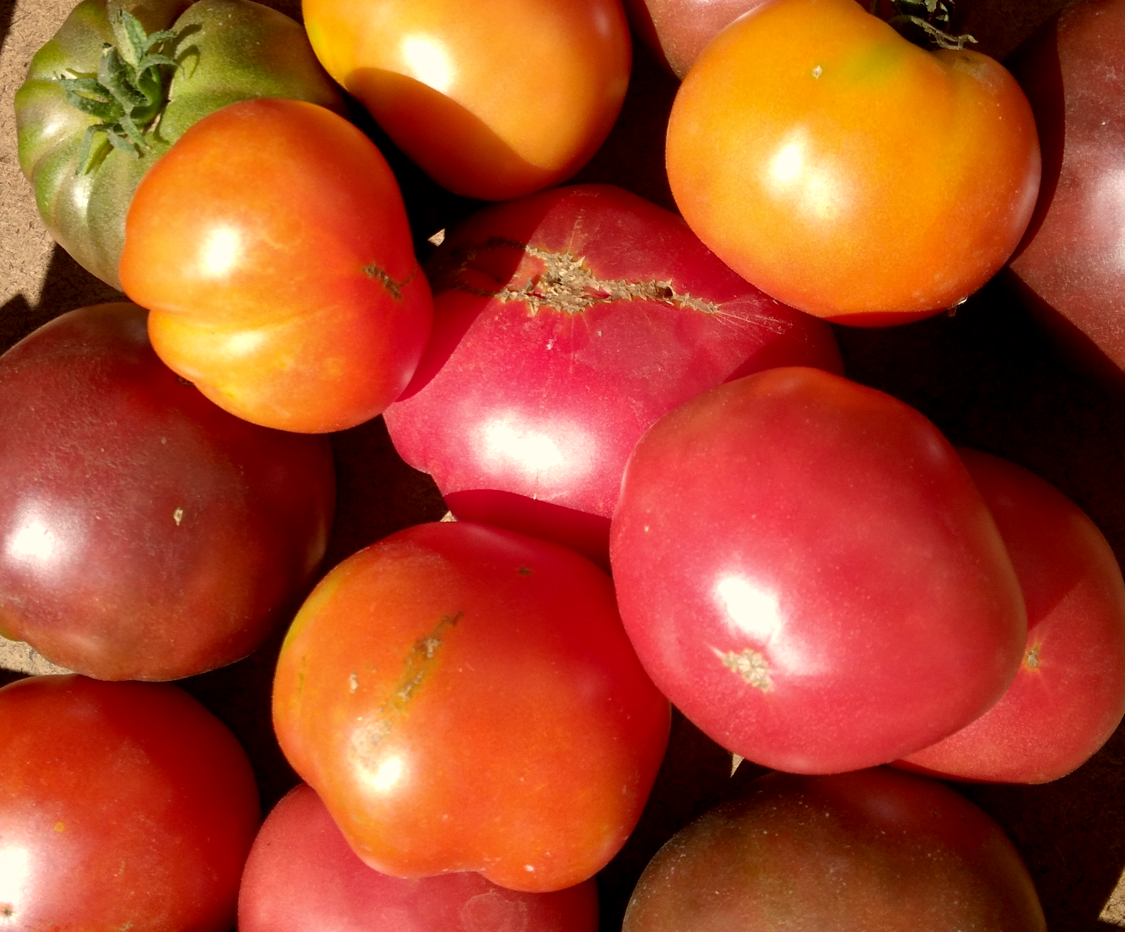 Tomates variétés anciennes en mélange