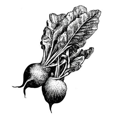 Betterave cuite - 1 pièce