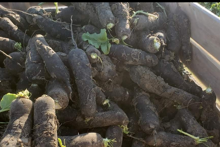 RADIS NOIR A LA PIECE