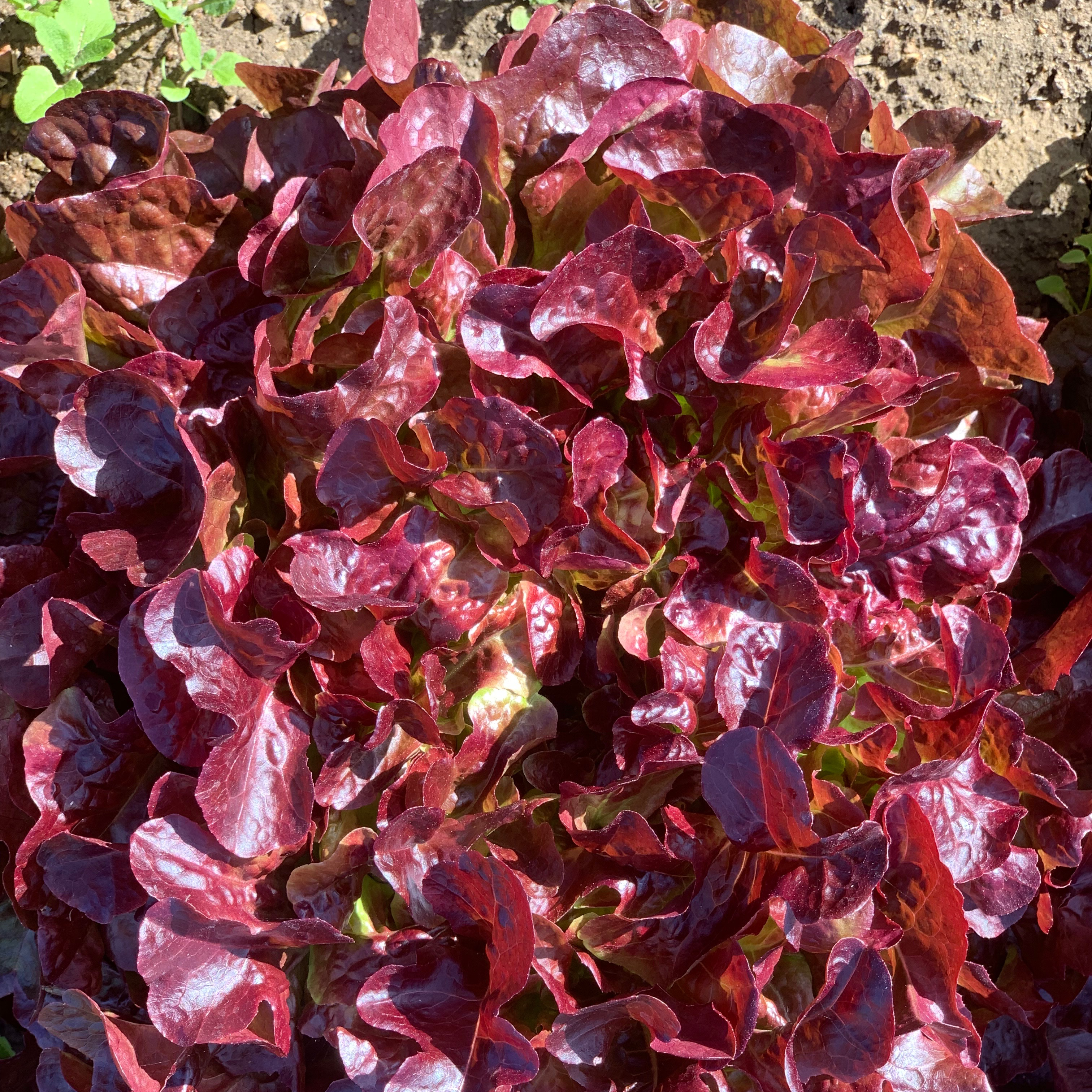 Salade laitue rouge