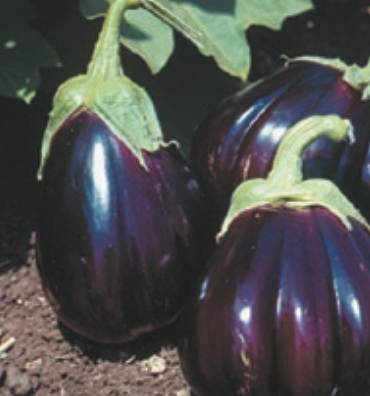 Aubergine